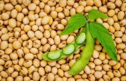 White Soybean (Seto Bhatta) 1 kg 