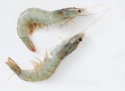 prawn fish 0.5 KG