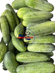Nepali Cucumber 1 kg
