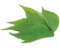 Belta Curry Leaves 100gm